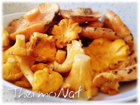 ThermoNat - Rovellons i Rossinyols